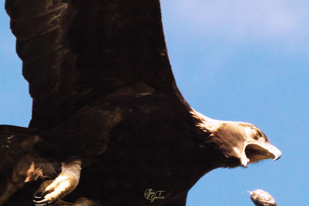 Golden Eagle  R5 Mark II & RF200-800mm F6.3-9 IS USM  Handheld