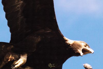 Golden Eagle-1-1@0.7x@0.7x.jpg