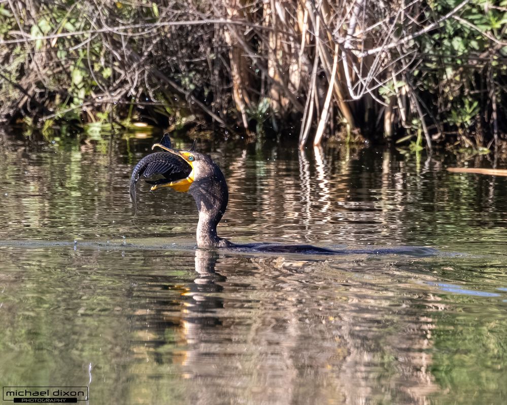 cormorant_double-crested_sepulveda_26_02_22_L0A5371.jpg
