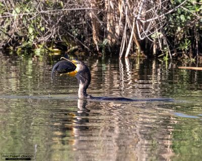 cormorant_double-crested_sepulveda_26_02_22_L0A5371.jpg