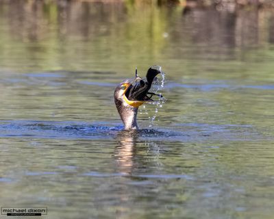 cormorant_double-crested_sepulveda_26_02_22_L0A5726.jpg