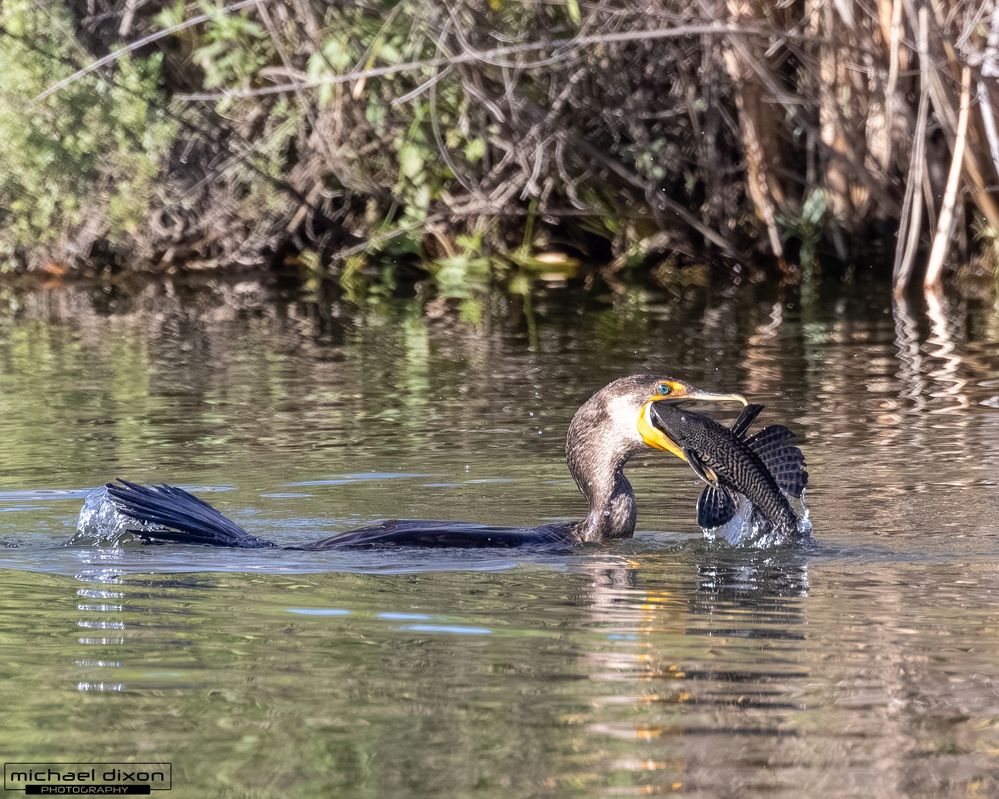cormorant_double-crested_sepulveda_26_02_22_L0A5412.jpg