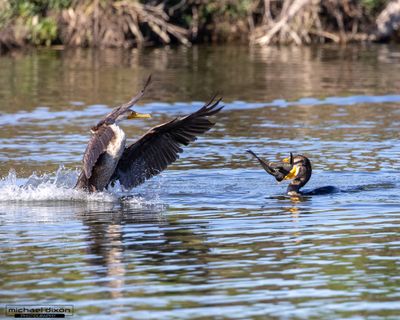 cormorant_double-crested_sepulveda_26_02_22_L0A5605.jpg