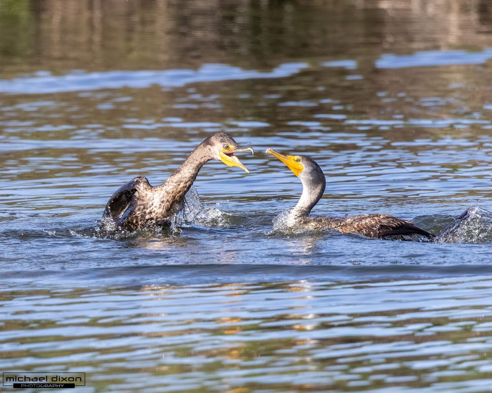 cormorant_double-crested_sepulveda_26_02_22_L0A5638.jpg