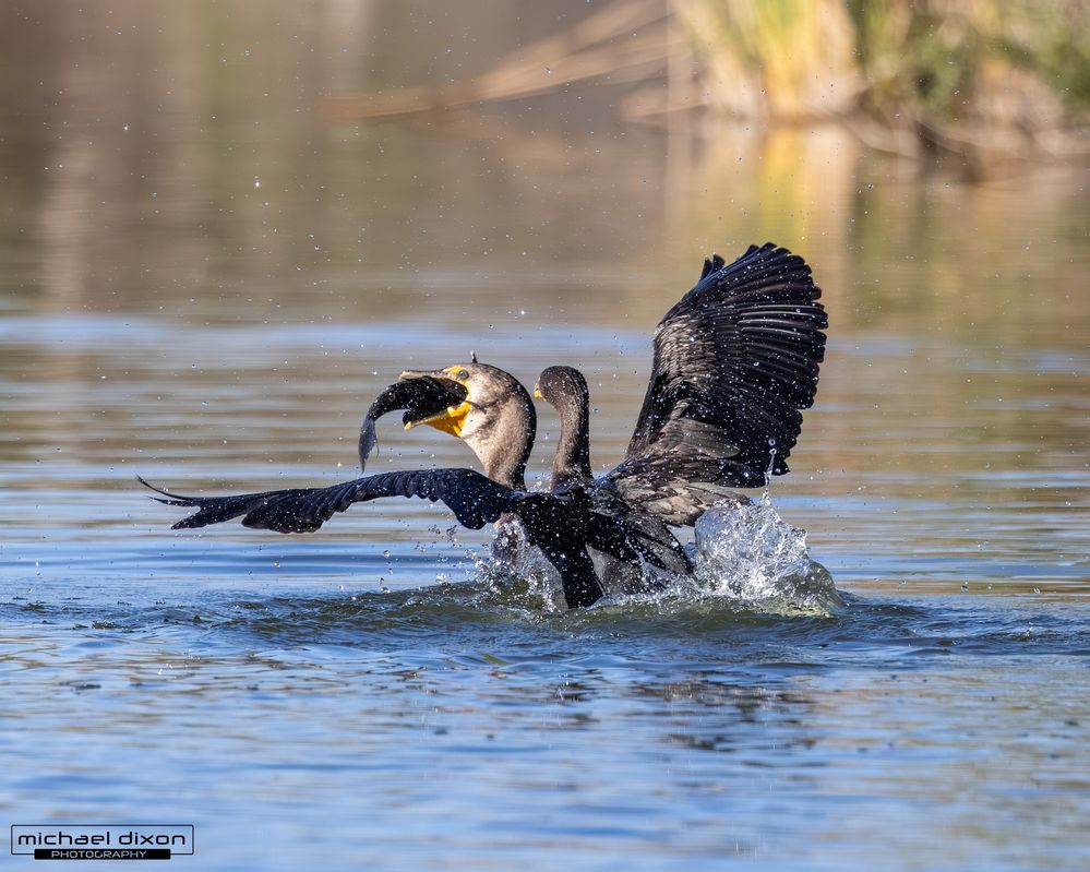cormorant_double-crested_sepulveda_26_02_22_L0A5823.jpg
