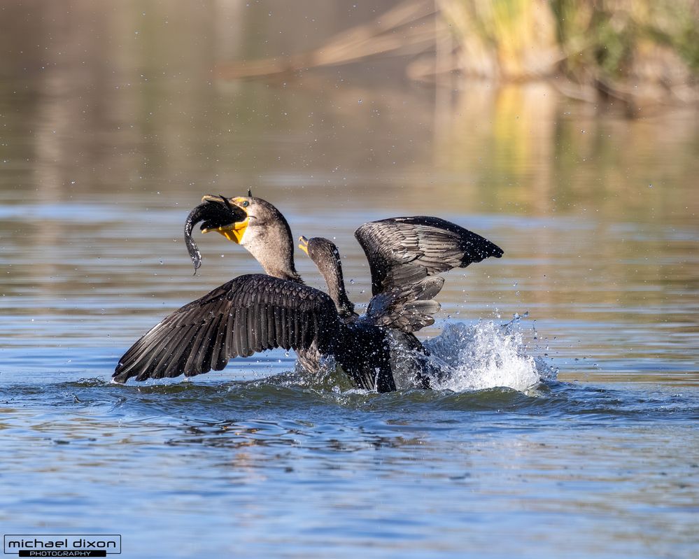 cormorant_double-crested_sepulveda_26_02_22_L0A5824.jpg
