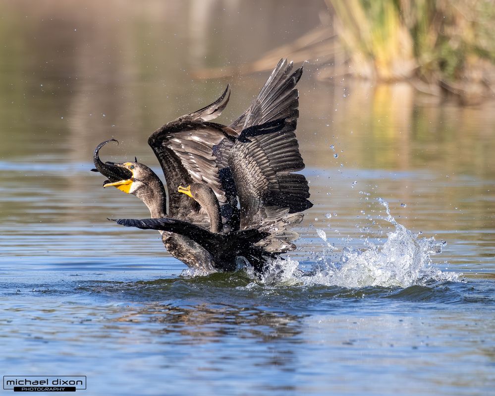 cormorant_double-crested_sepulveda_26_02_22_L0A5826.jpg