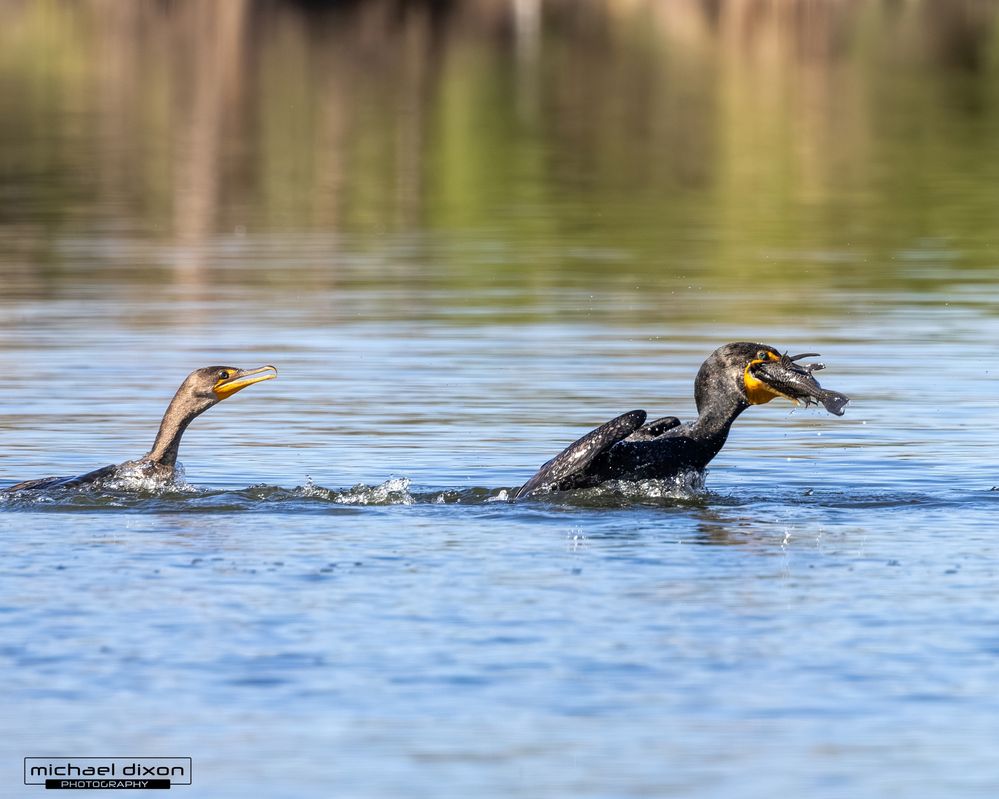cormorant_double-crested_sepulveda_26_02_22_L0A5835.jpg