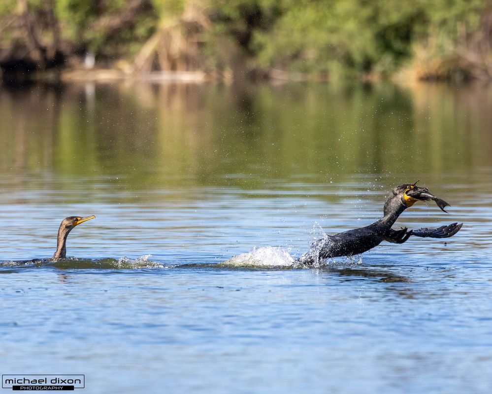 cormorant_double-crested_sepulveda_26_02_22_L0A5841.jpg