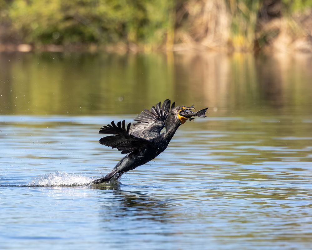 cormorant_double-crested_sepulveda_26_02_22_L0A5852.jpg