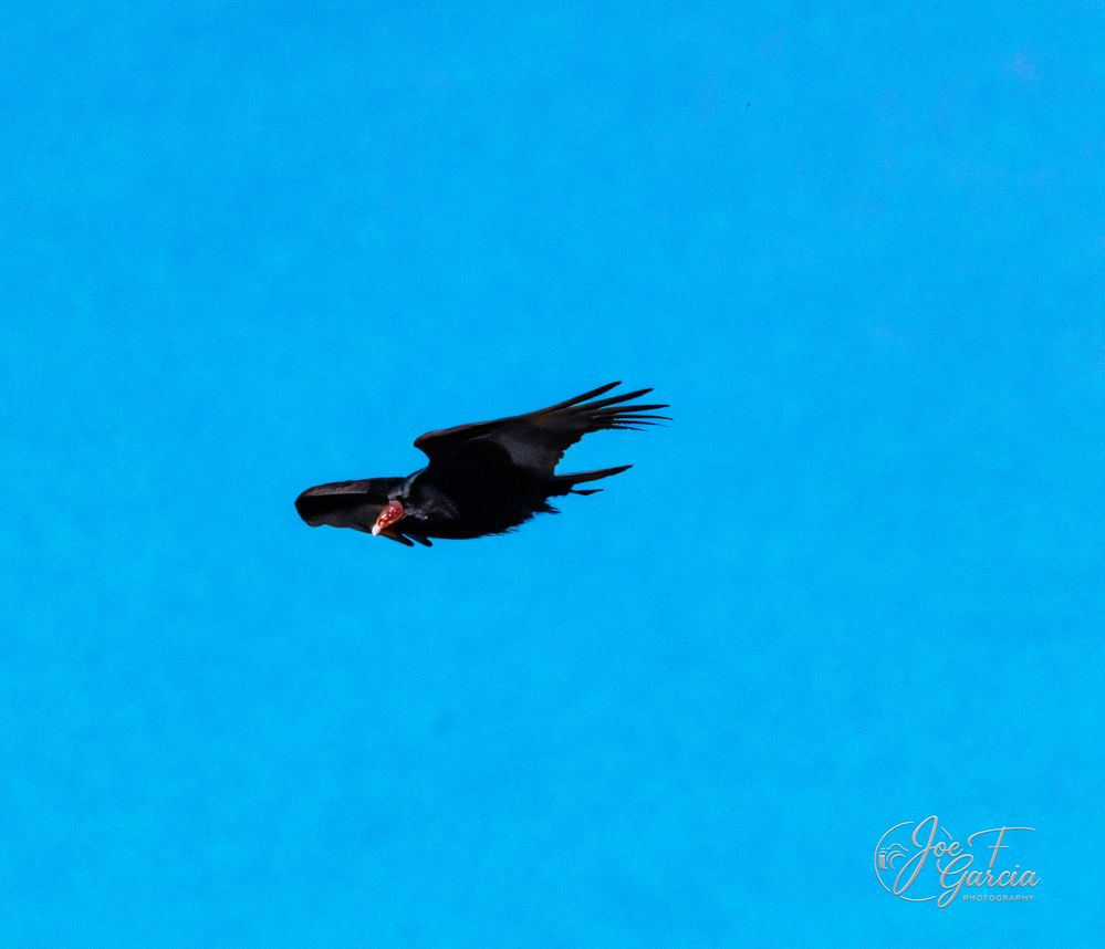California Condor  R5 Mark II & RF200-800mm F6.3-9 IS USM  Handheld