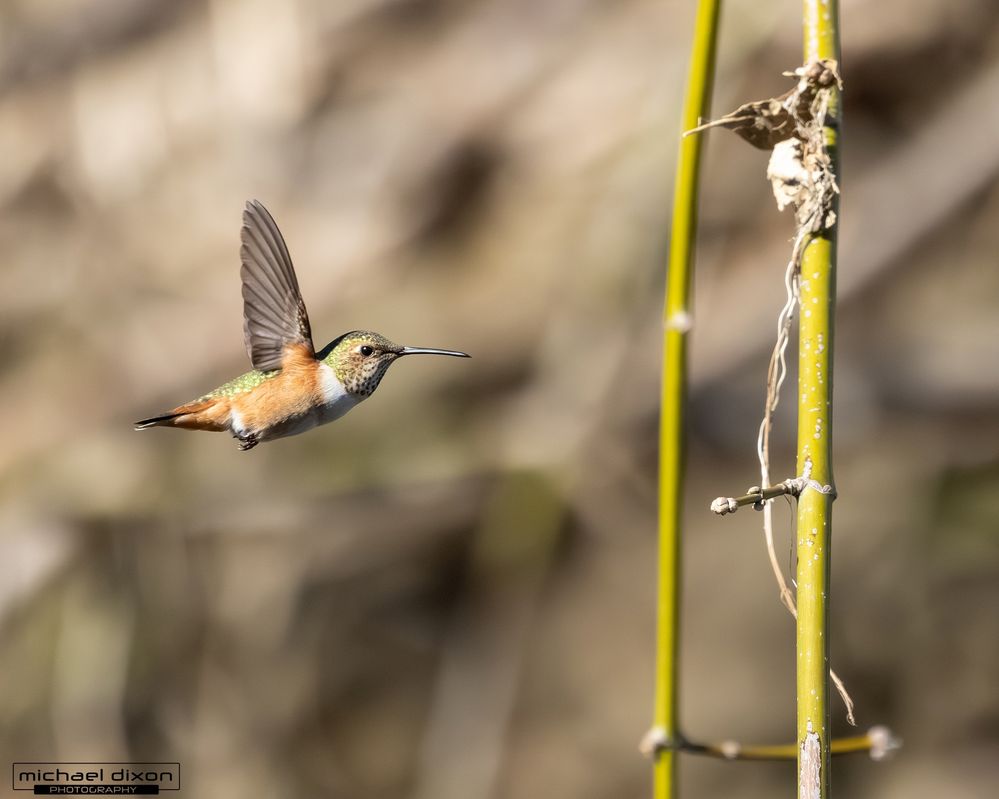 hummingbird_rufous_sepulveda_26_02_22_L0A7508.jpg
