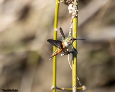 hummingbird_rufous_sepulveda_26_02_22_L0A7512.jpg