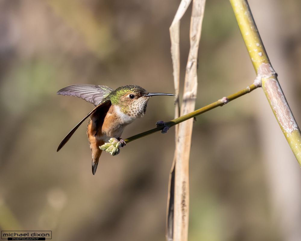 hummingbird_rufous_sepulveda_26_02_22_L0A6979.jpg
