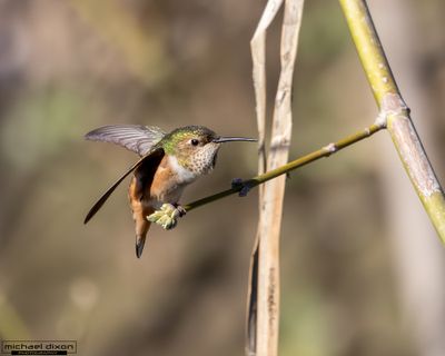 hummingbird_rufous_sepulveda_26_02_22_L0A6979.jpg