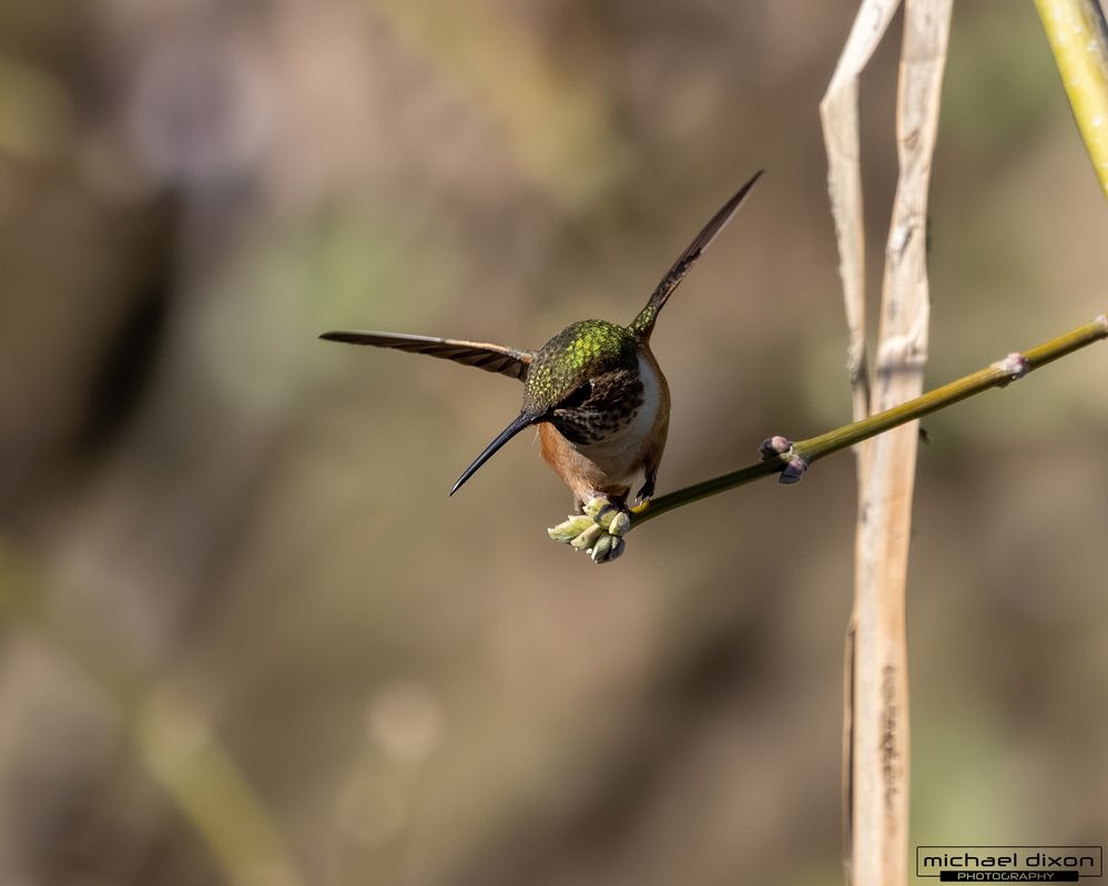 hummingbird_rufous_sepulveda_26_02_22_L0A6986.jpg