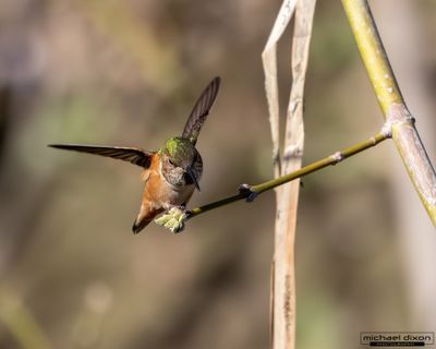 hummingbird_rufous_sepulveda_26_02_22_L0A6985.jpg