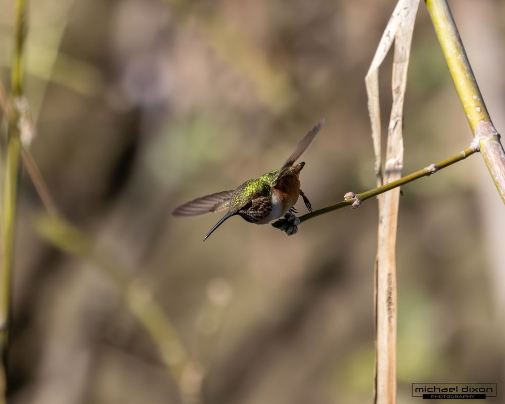 hummingbird_rufous_sepulveda_26_02_22_L0A6987.jpg