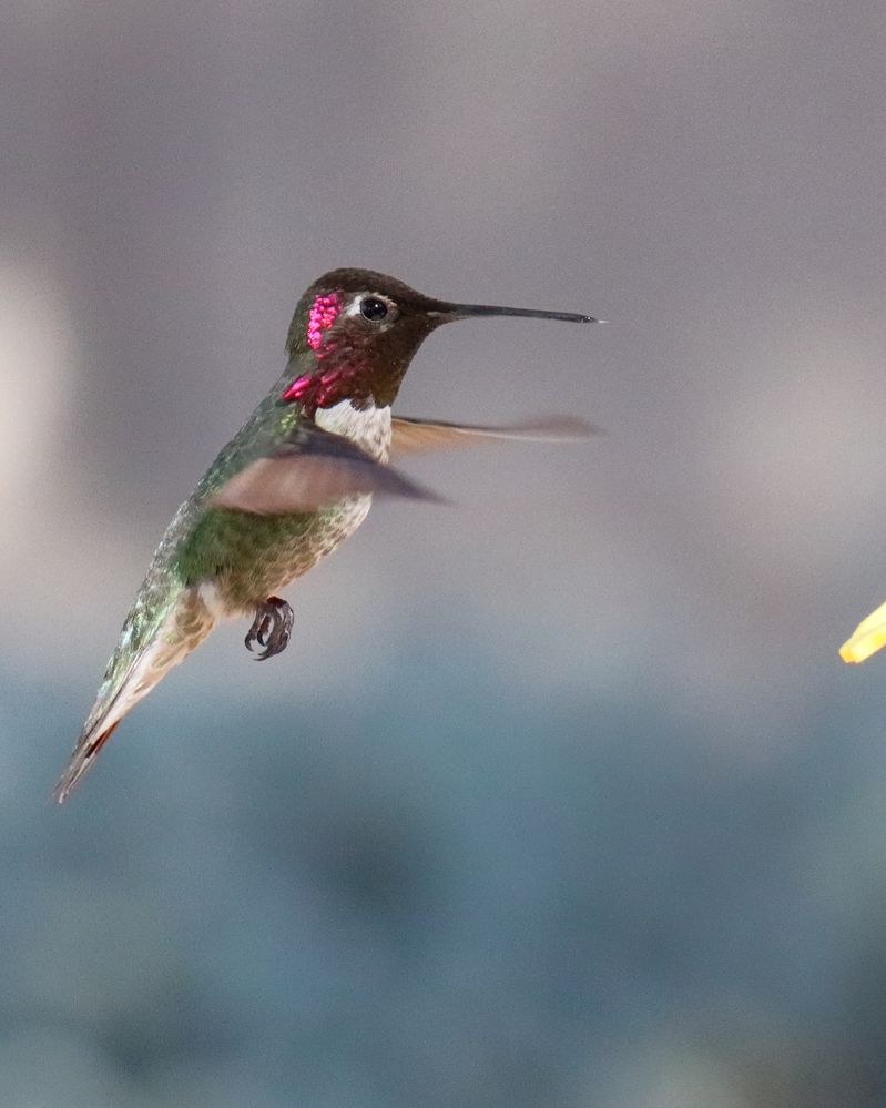 Canon EOS 90D, EF-S55-250 IS II, f7.1, 1/2500th sec, ISO 3200