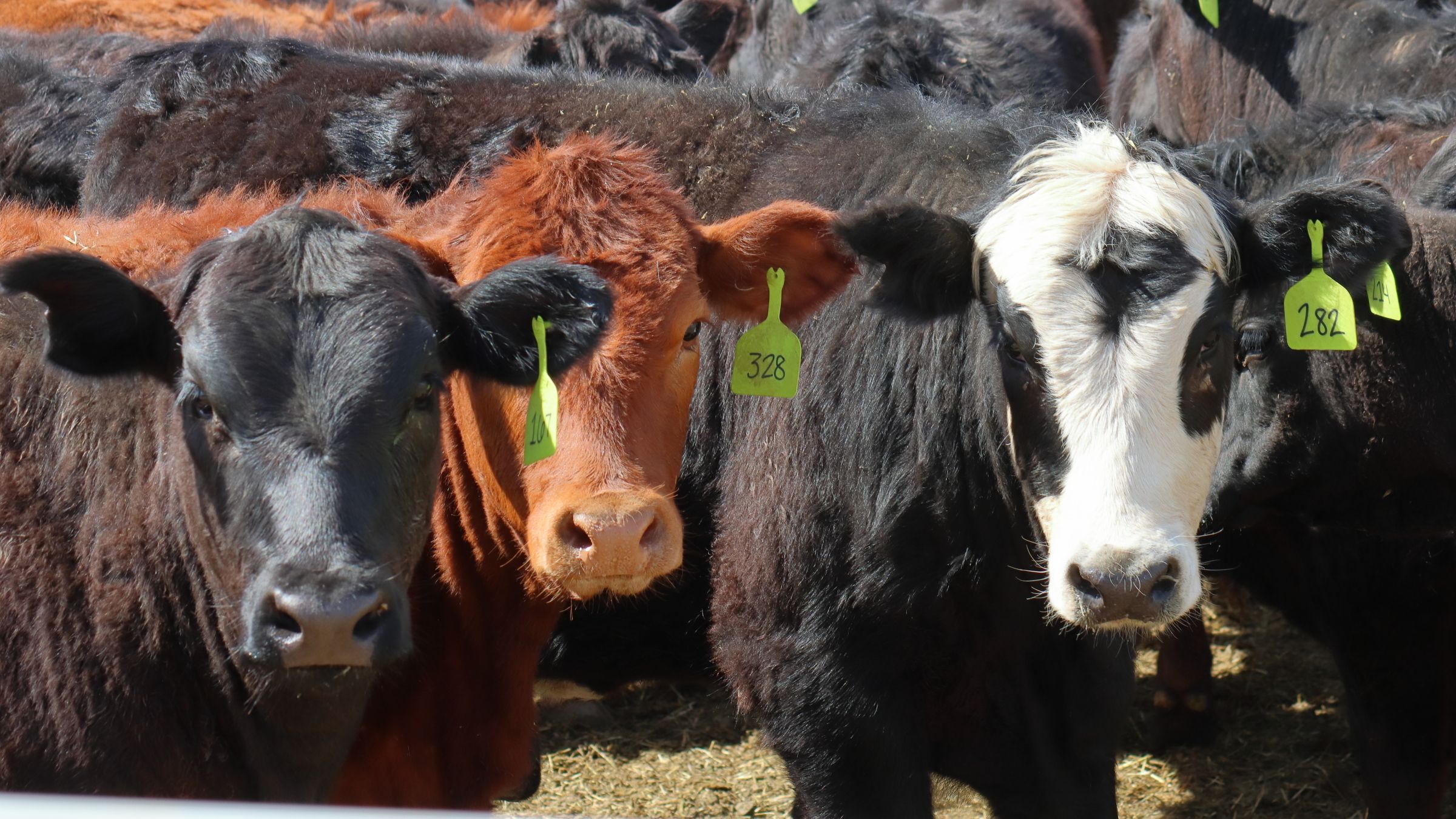 3 Cows