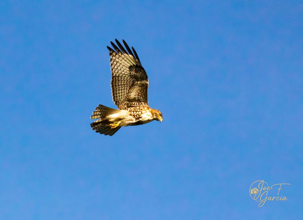 Golden Eagle Half  R5 Mark II & RF200-800mm F6.3-9 IS USM  Handheld