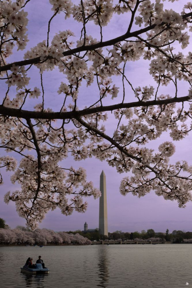 CherryBlossoms25-2-min.jpg