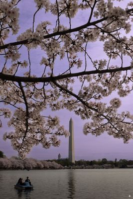 CherryBlossoms25-2-min.jpg