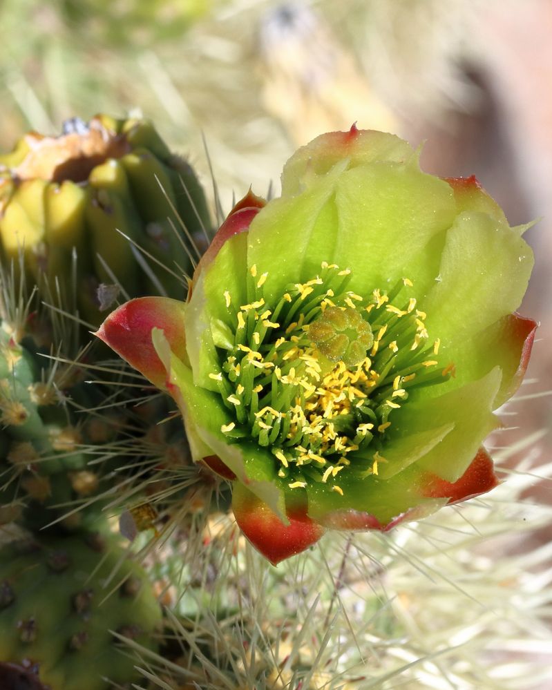 Canon EOS 90D, EF-S60mm f2.8 Macro USM, f/11, 1/500th sec., ISO 500