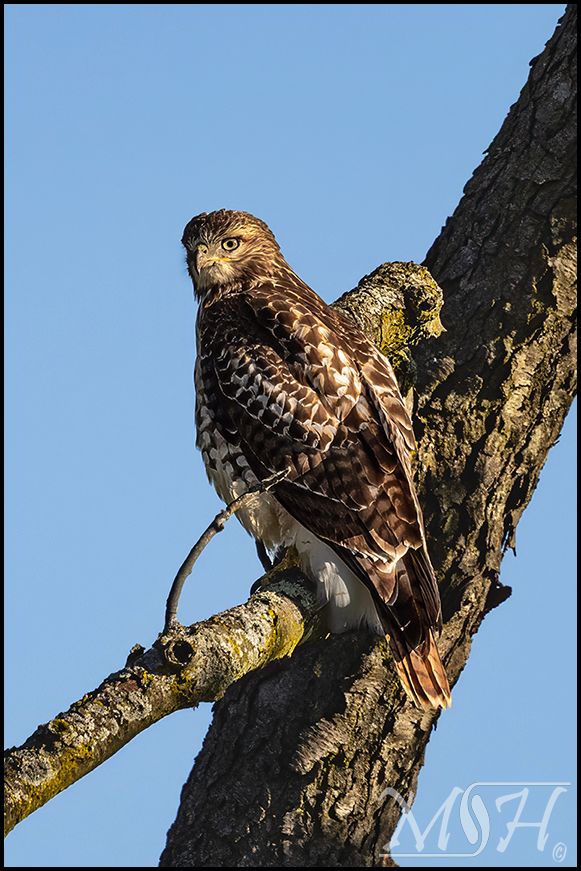 51009_Redtail.jpg