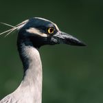 tanglewoodphoto