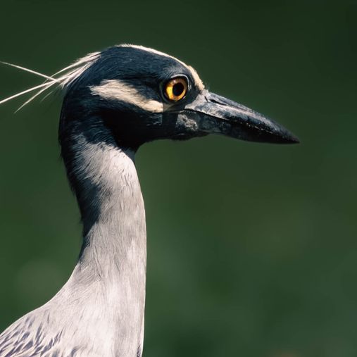 tanglewoodphoto