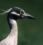 Profile (tanglewoodphoto)
