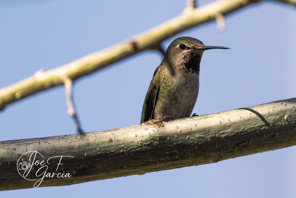 Hummingbird  R5 Mark II & RF200-800mm F6.3-9 IS USM  Handheld