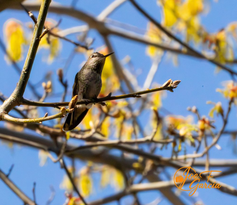 Hummingbird  R6 Mark II & RF200-800mm F6.3-9 IS USKM Handheld