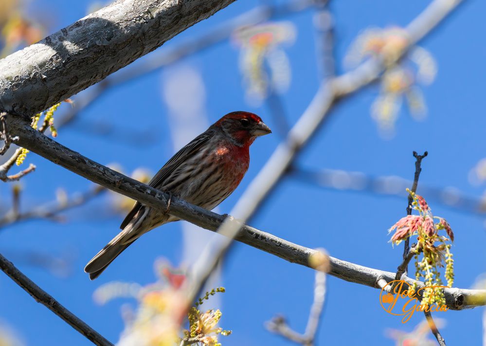 House Finch R5 Mark II  &  RF200-800mm F6.3-9 IS USM  Handheld