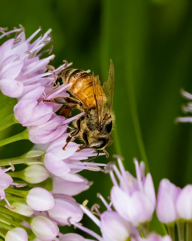 Just a Bee.jpg
