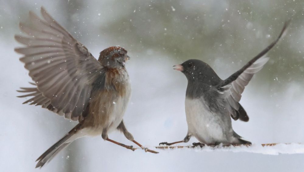Feeder Fight During Blizzard