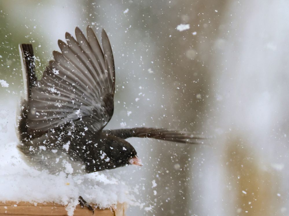 Snowbird, doing snowbird things