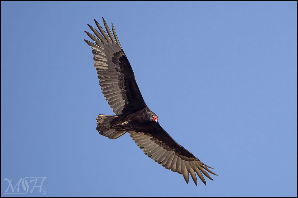 50145_Turkey Vulture.jpg