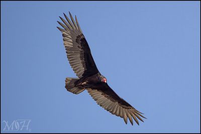50145_Turkey Vulture.jpg