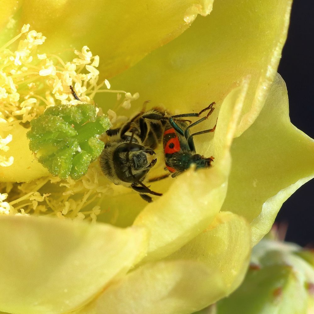 Canon 90D, EF-S60mm f2.8 macro USM, f8, 1/1000th sec, ISO 400