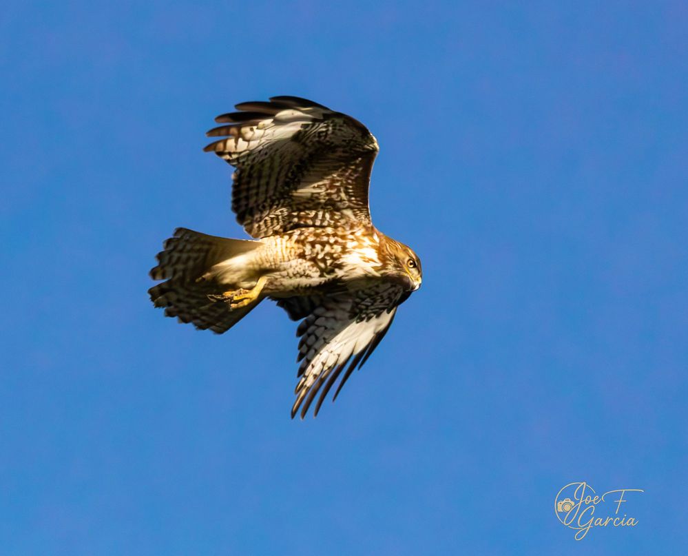 Golden Eagle R5 Mark II & RF200-800mm F6.3-9 IS USM