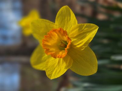 Daffodilsmall.jpg