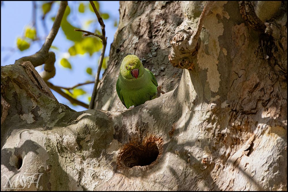 53718_Rose-ringed Parakeet.jpg