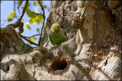 53718_Rose-ringed Parakeet.jpg