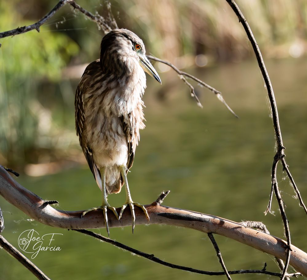 Juvenile Black Crowned Heron R5 MRK2 & RF200-800mm F6.3-9 IS USM
