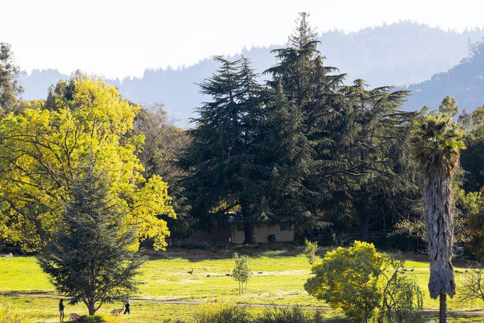 The Meadow EOS R5 Mark II & RF200-800mm F6.3-9 IS USM