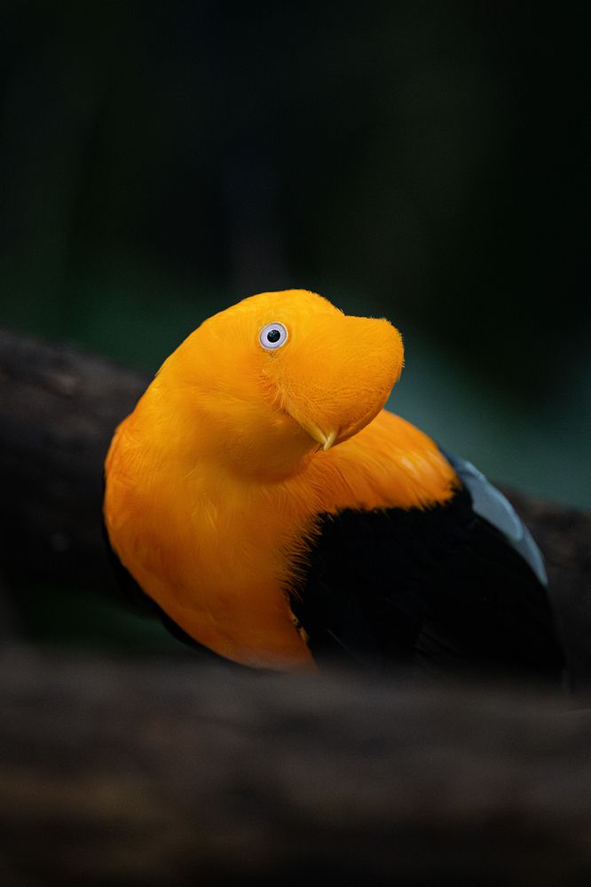 andean.jpg