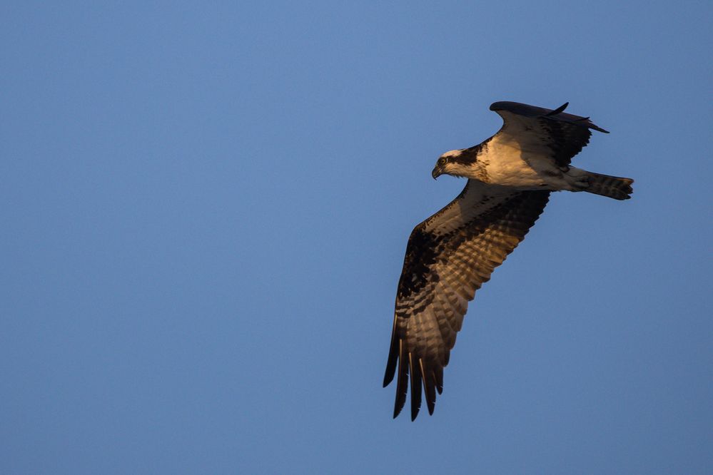 Osprey