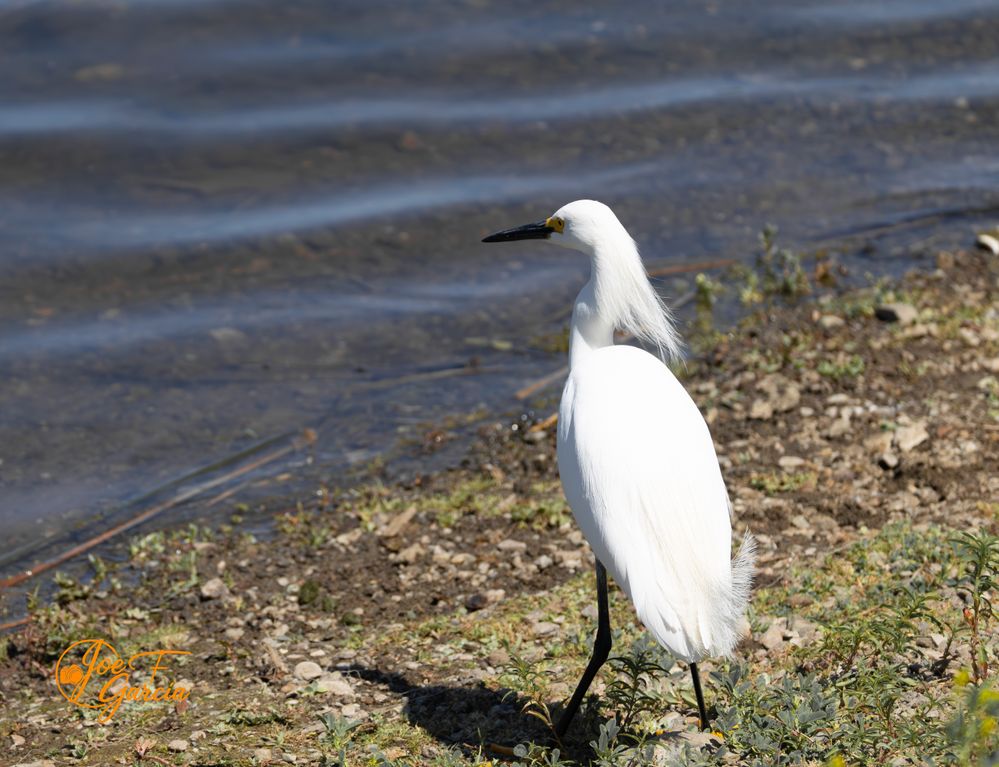 Snowy Egret  R5 Mark II & RF200-800mm F6.3-9 IS USM
